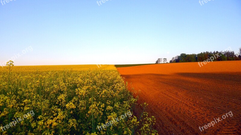 Spring Field Of Rapeseeds Blooming Rape Field Rape Blossom Nature