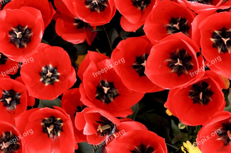 Flower Red Wallpaper Pattern Plant