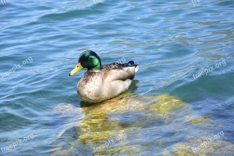 Duck Birds Aquatic Mallard Lake Animal