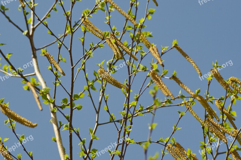 Birch Spring Nature Tree Shackle