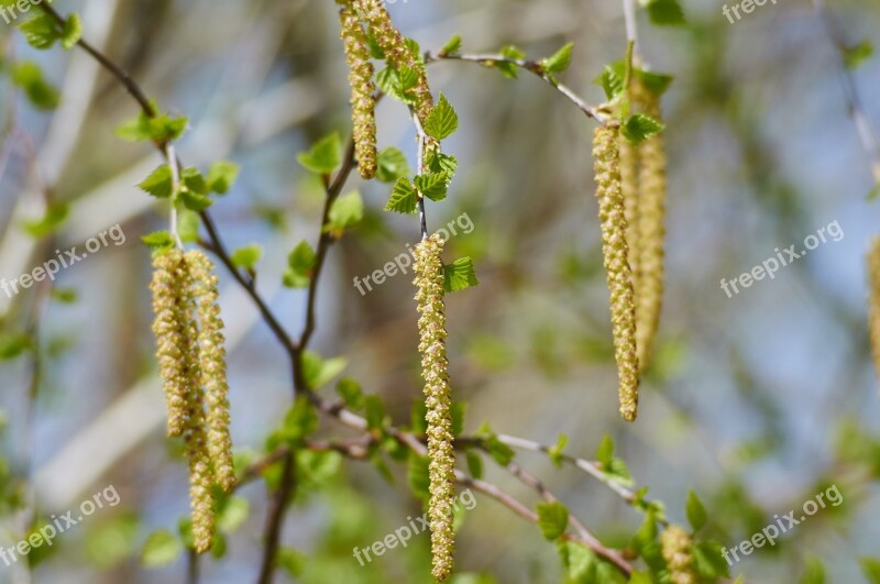 Birch Spring Nature Tree Shackle