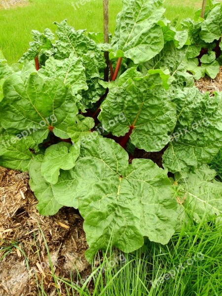 Rhubarb Vegetables Fruit Eat Food