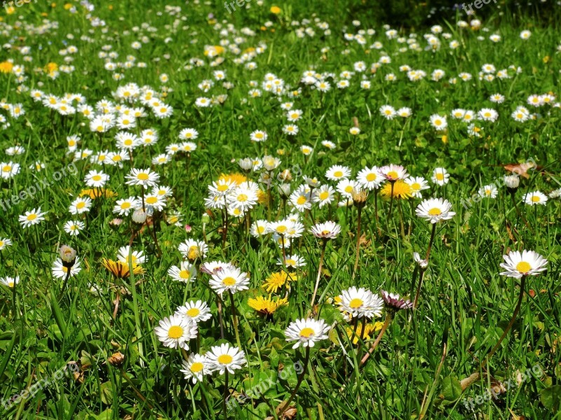 Meadow Flower Meadow Daisy Flowers Nature