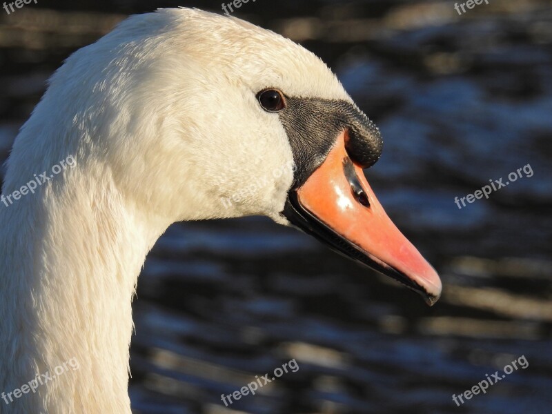 Swan Bird Water Bird Animal Nature Water