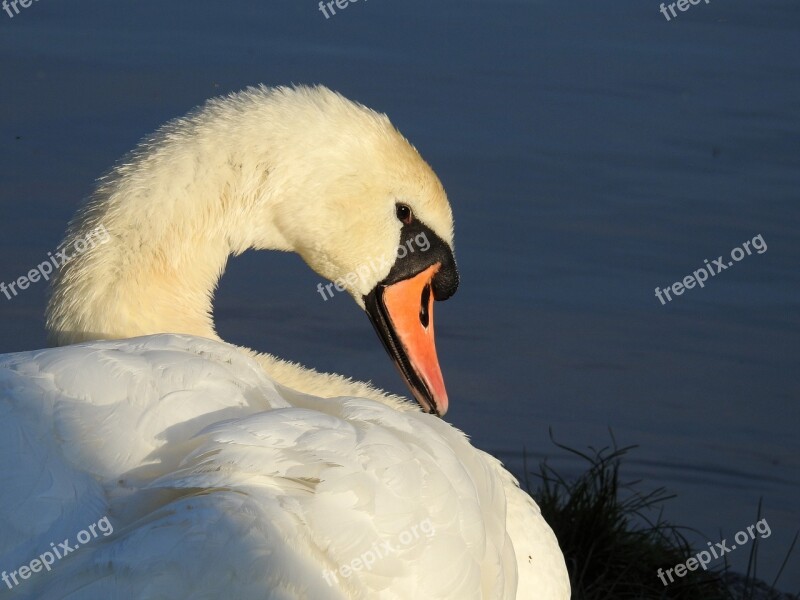 Swan Bird Water Bird Animal Nature Water