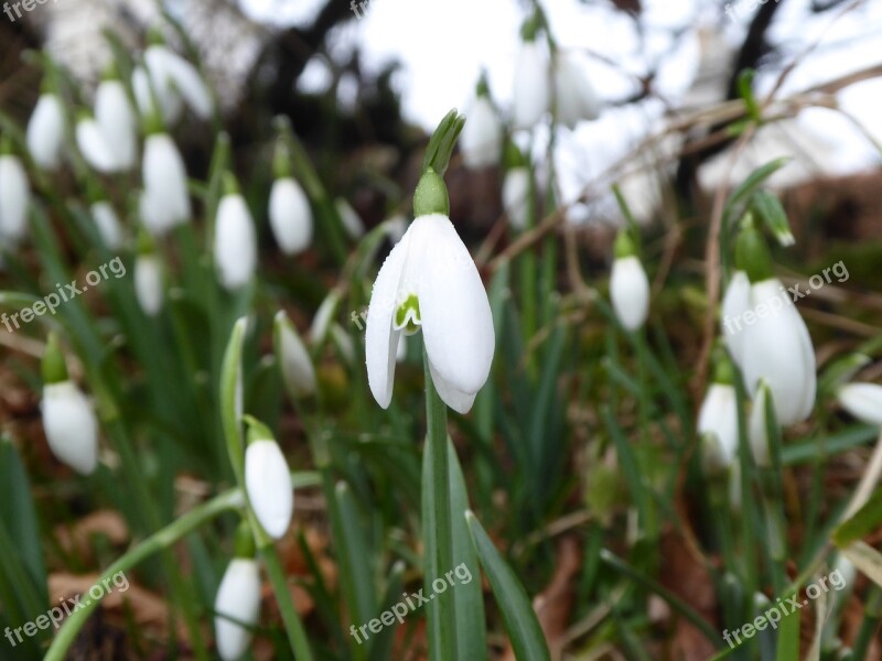 Snowdrops Flowers Spring Nature Floral