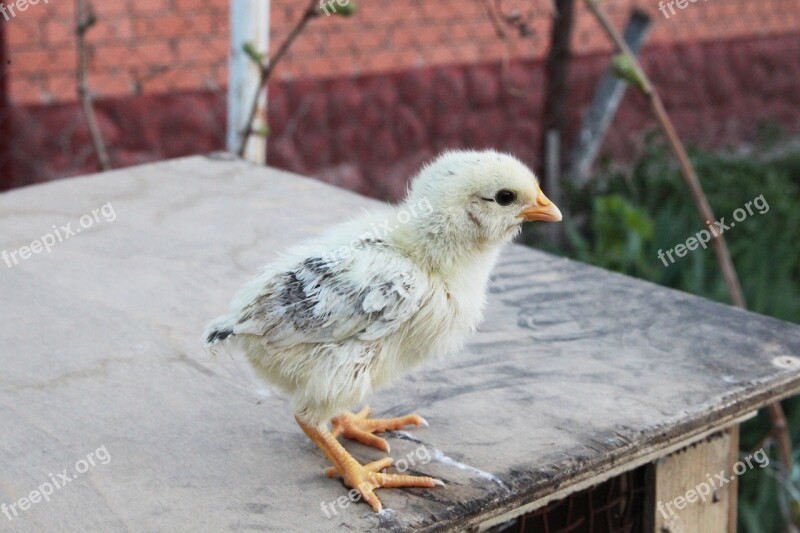 Bird Village Chicken Closeup Poultry