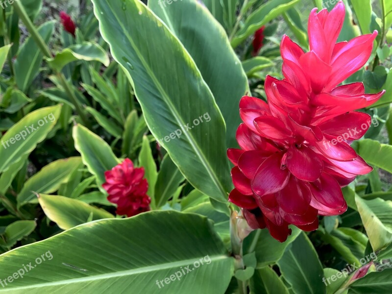 Hawaii Torch Ginger Red Plant