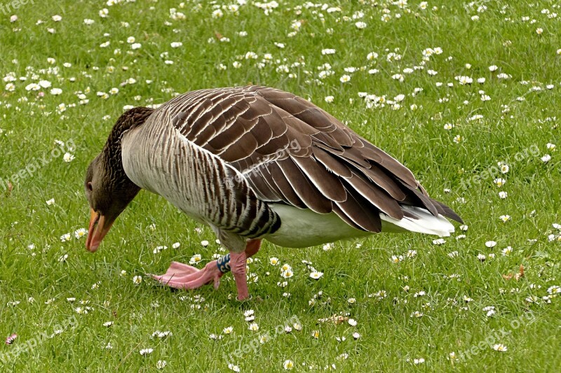 Goose Greylag Goose Animal Anser Anser Foraging