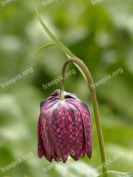 Chequered Fritillaria Meleagris Violet Spring Free Photos