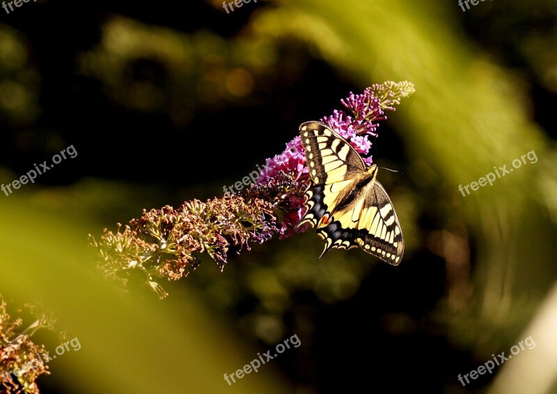 Dovetail Butterfly Nature Animal Insect