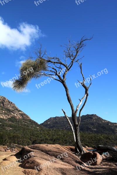 Tree Bank Landscape Idyll Australia