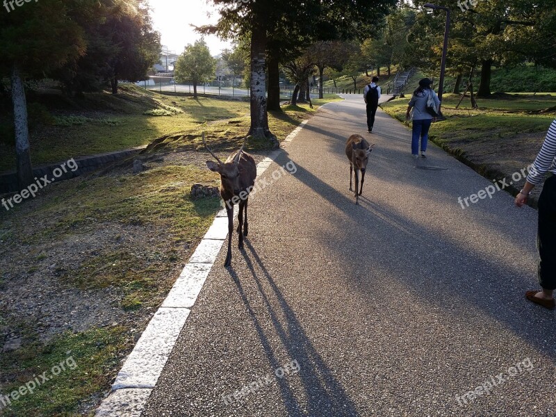 Japan Nara Park Deer Free Photos