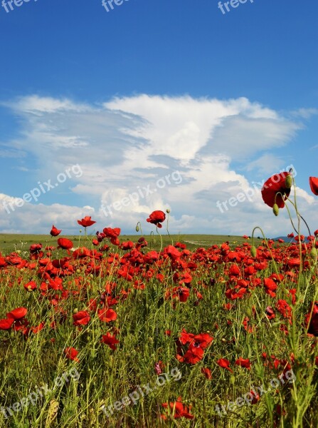 Field Flowers Sky Maki Summer