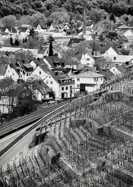 Wine Vineyard Winegrowing Landscape Grapevine