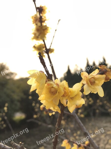 Chimonanthus Praecox Backlighting Permeability Free Photos