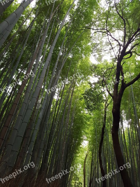 Japan Vs Grove Japanese Bamboo Forest Free Photos