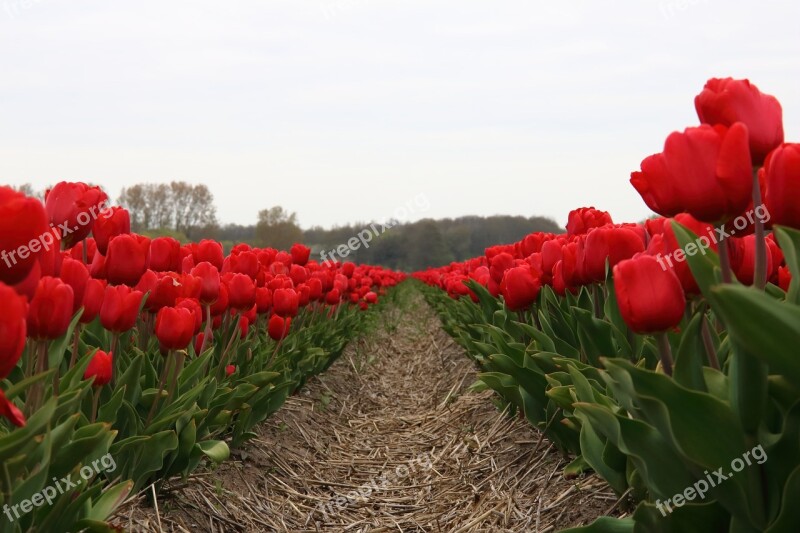 Tulip Field Red Netherlands Nature Spring