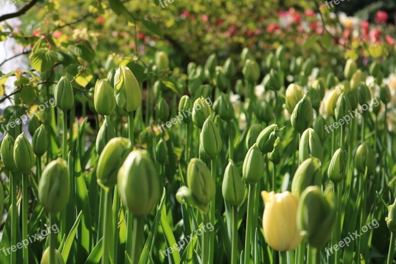 Tulips Green Keukenhof Closed Plant