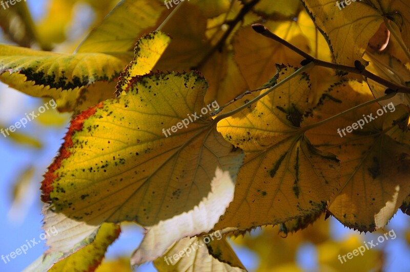 Holidays Autumn Yellow In The Fall Nature