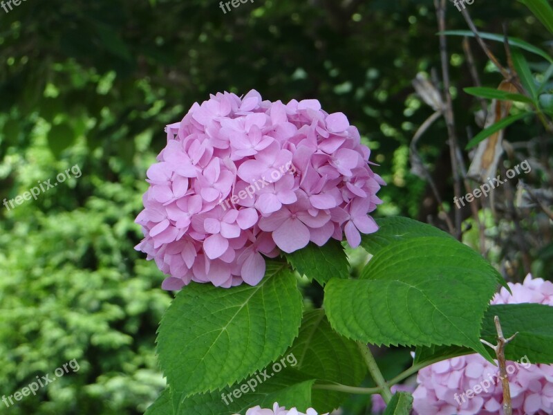 Pink Hydrangea Plants Flower Hydrangea Nature