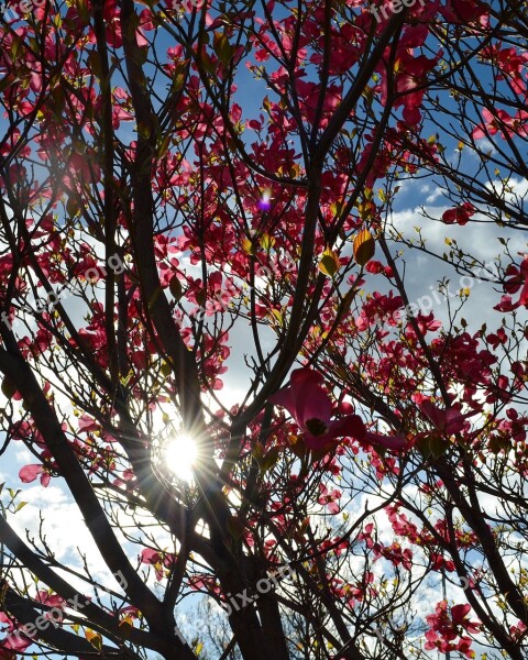 Dogwood Tree Pink Blossom Branch