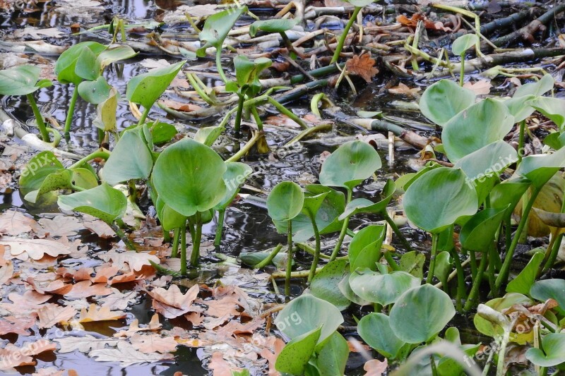 Calla Lilies Calla Palustris Water-plant South Bohemia Free Photos