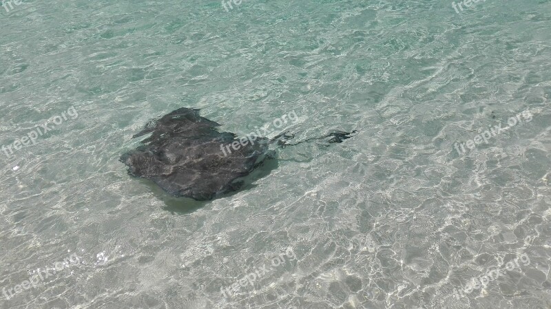 Stingray Sea Nature Crystal Clear Free Photos