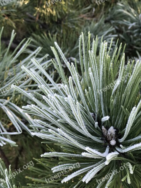 Winter Hoarfrost Frost Free Photos