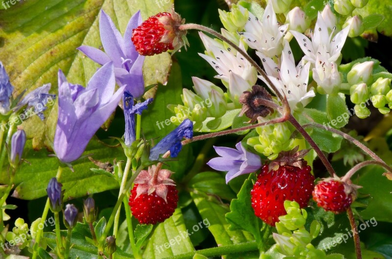 Wild Strawberries Nature Summer Free Photos