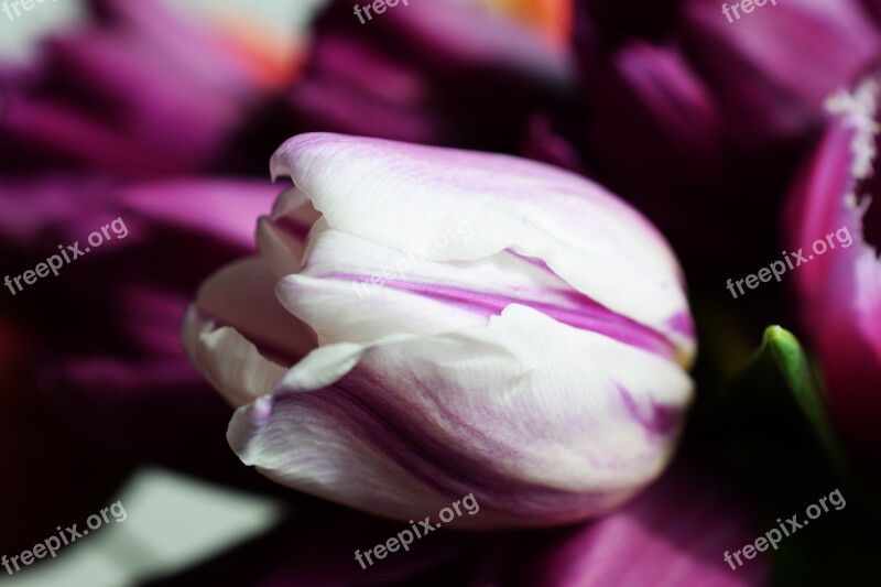 Tulips Spring White Flower Tenderness Free Photos