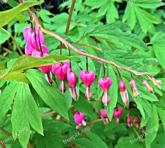 Plant Bleeding Heart Heart Flower Flaming Heart Flowers Perennial