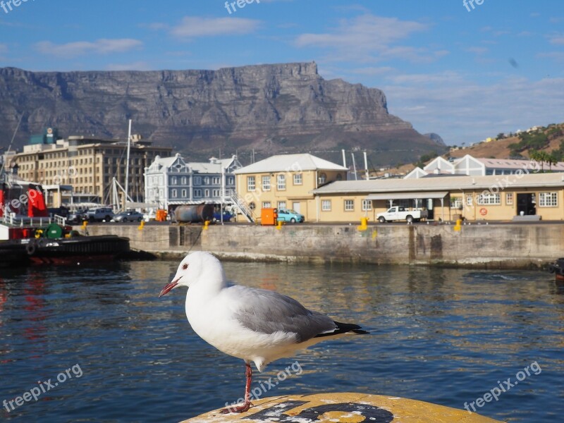 South Africa Cape Town Seagull Table Mountain Port