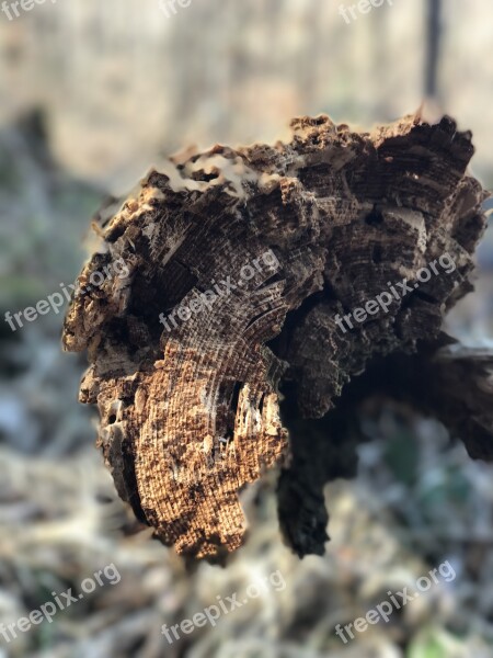 Tree Tree Bark Close Up Bark Free Photos