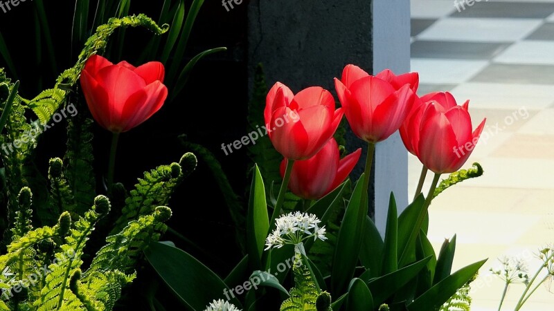 Tulips Red Tulips Flowers Spring April