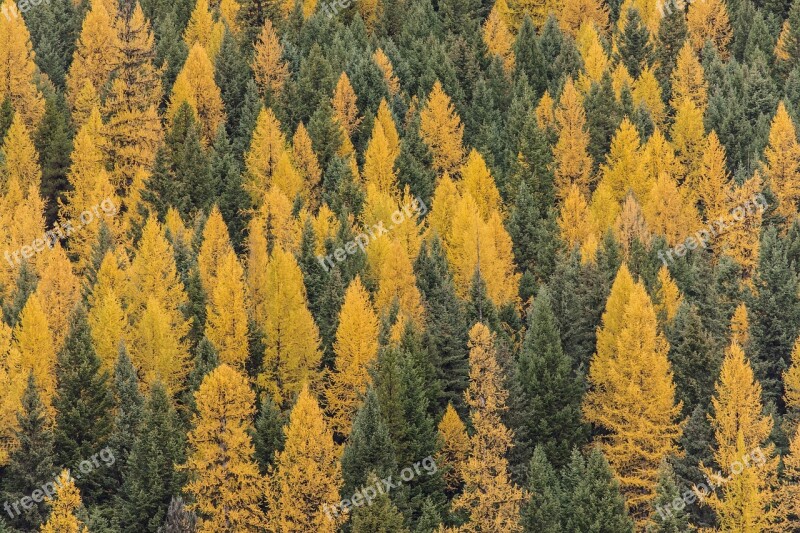 Forest Larches Trees Autumn Scenic