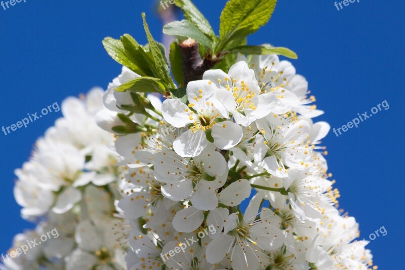 Mirabelle Blossom Bloom Bloom Flowers