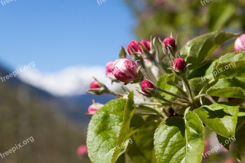 Apple Blossom Bud Trellis Bloom Flowers