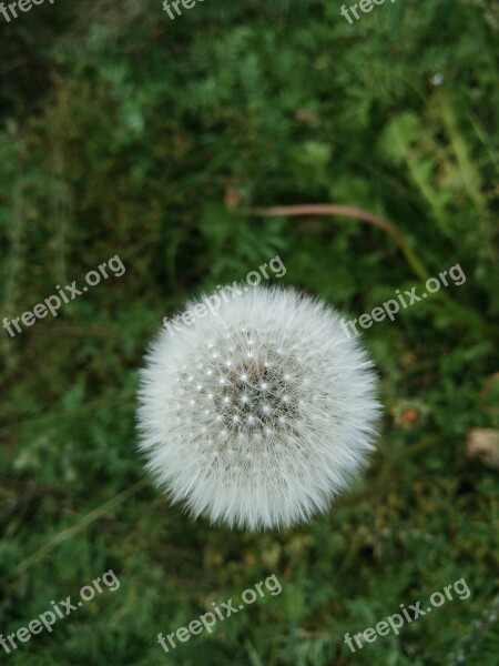 Dandelion White Grassland Free Photos