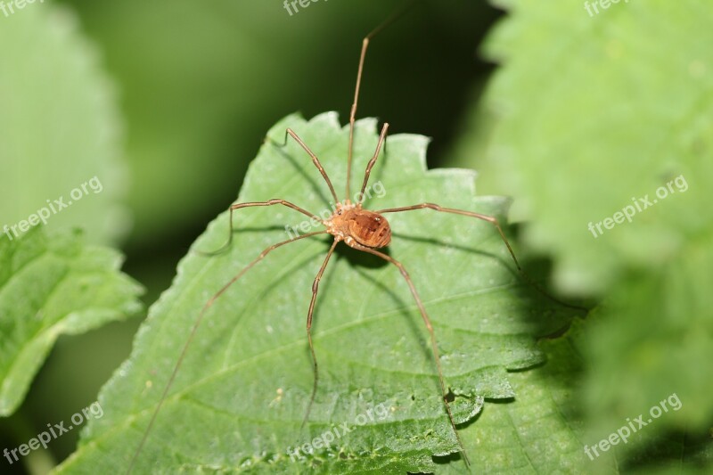 Spider Long Legs Insect Nature Outdoors