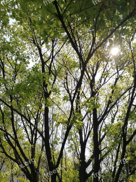 Light And Shadow Woods Green Leaf Spring Free Photos