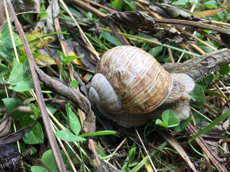 Snail Ravlyk Slug Snails Macro