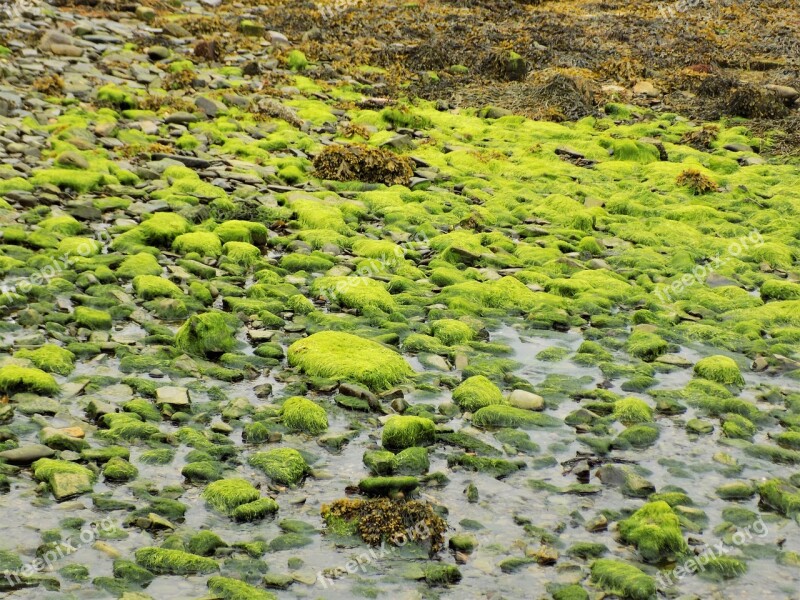 Seaweed Harbour Marine Water Coast