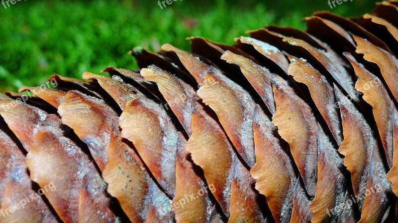 Pinecone Forest Wood Foam Free Photos