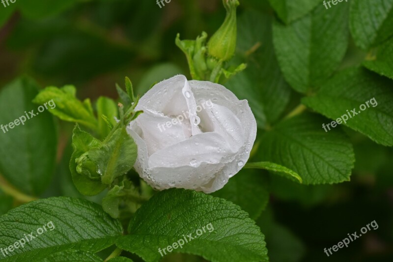 Rose In The Rain Rose Rain Flower Blossom