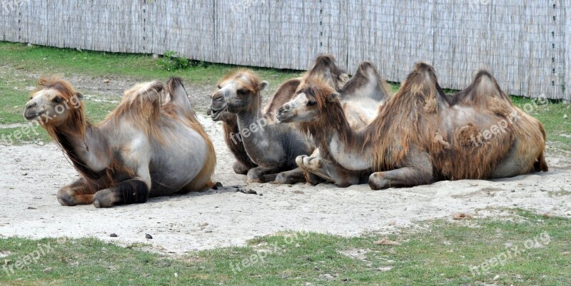 Camel Veszprém Zoo Free Photos