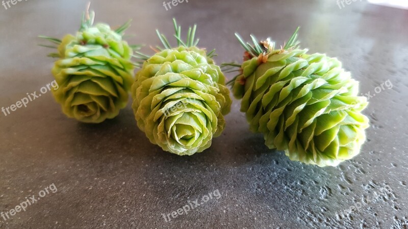 Pine Cones Tap Conifer Spring Free Photos