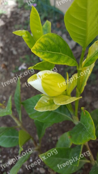 Gardenia Flower Flower Bud Blossom Free Photos