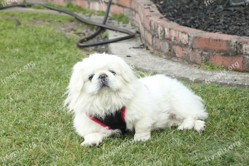 Nobu Pekingese Dog Grass Free Photos