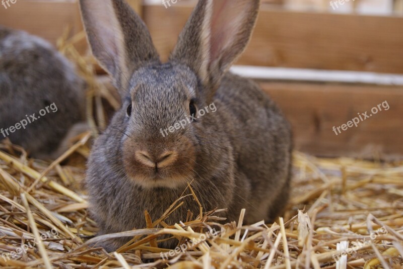 Rabbit Bunny Easter Cute Holiday